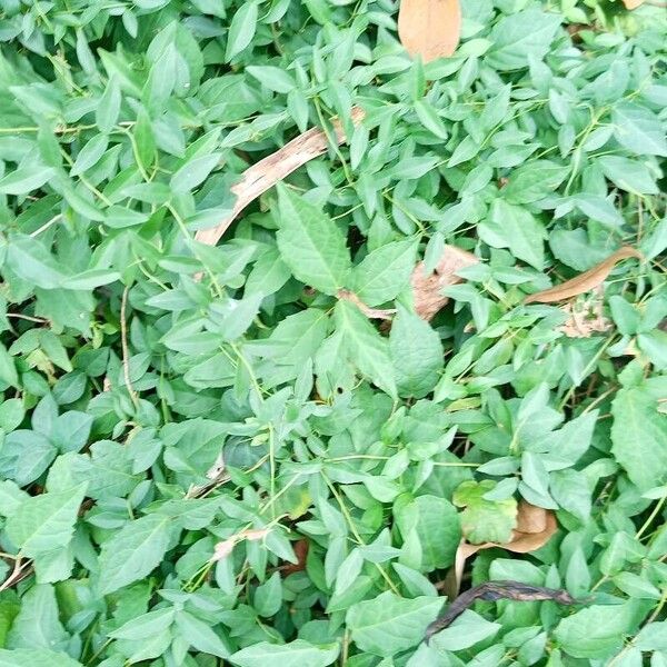 Cat's claw creeper (Dolichandra unguis-cati)