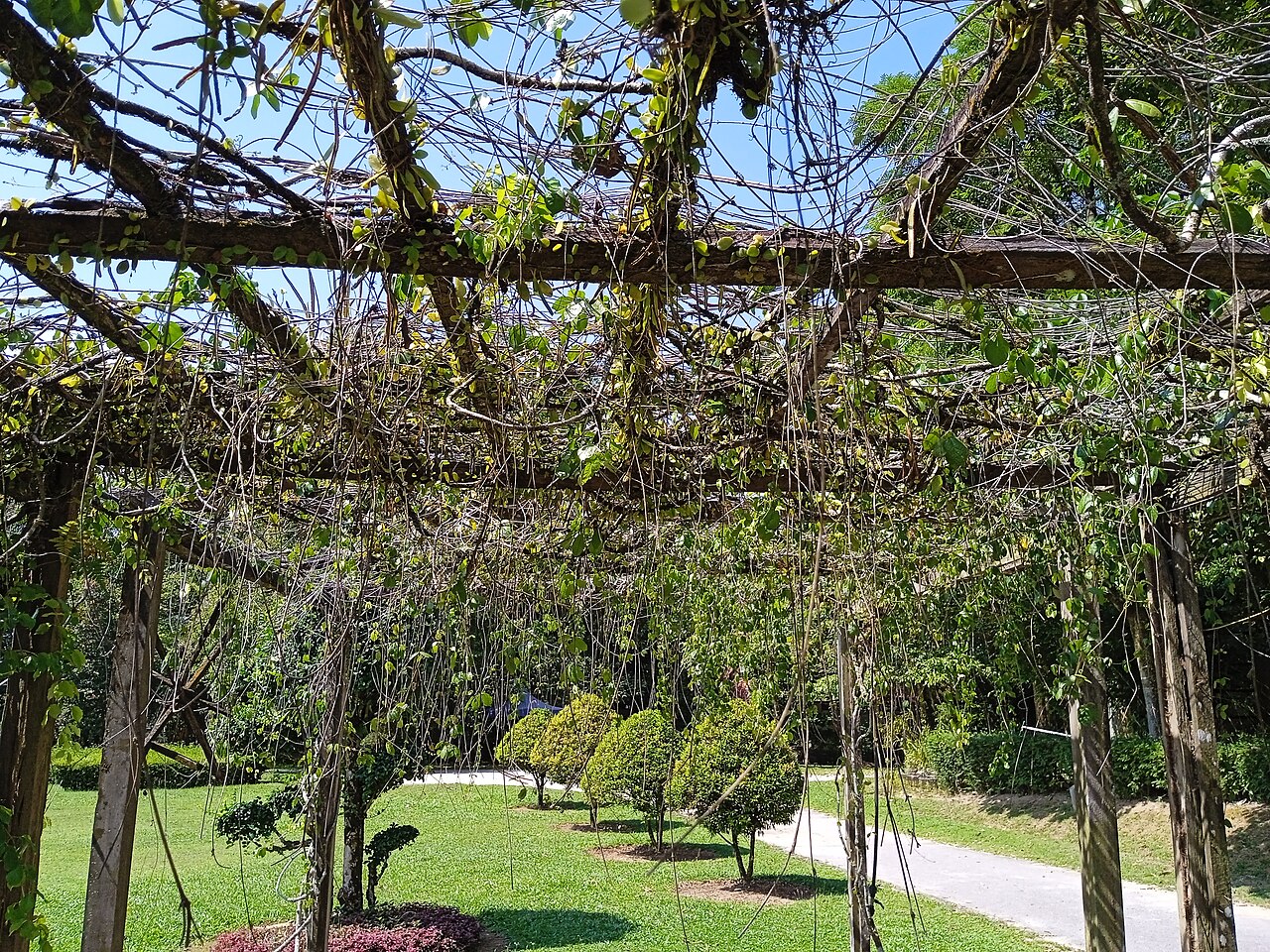 Cat's claw creeper: Dolichandra unguis-cati or Macfadyena unguis-cati at Kepong Botanical Garden, Malaysia