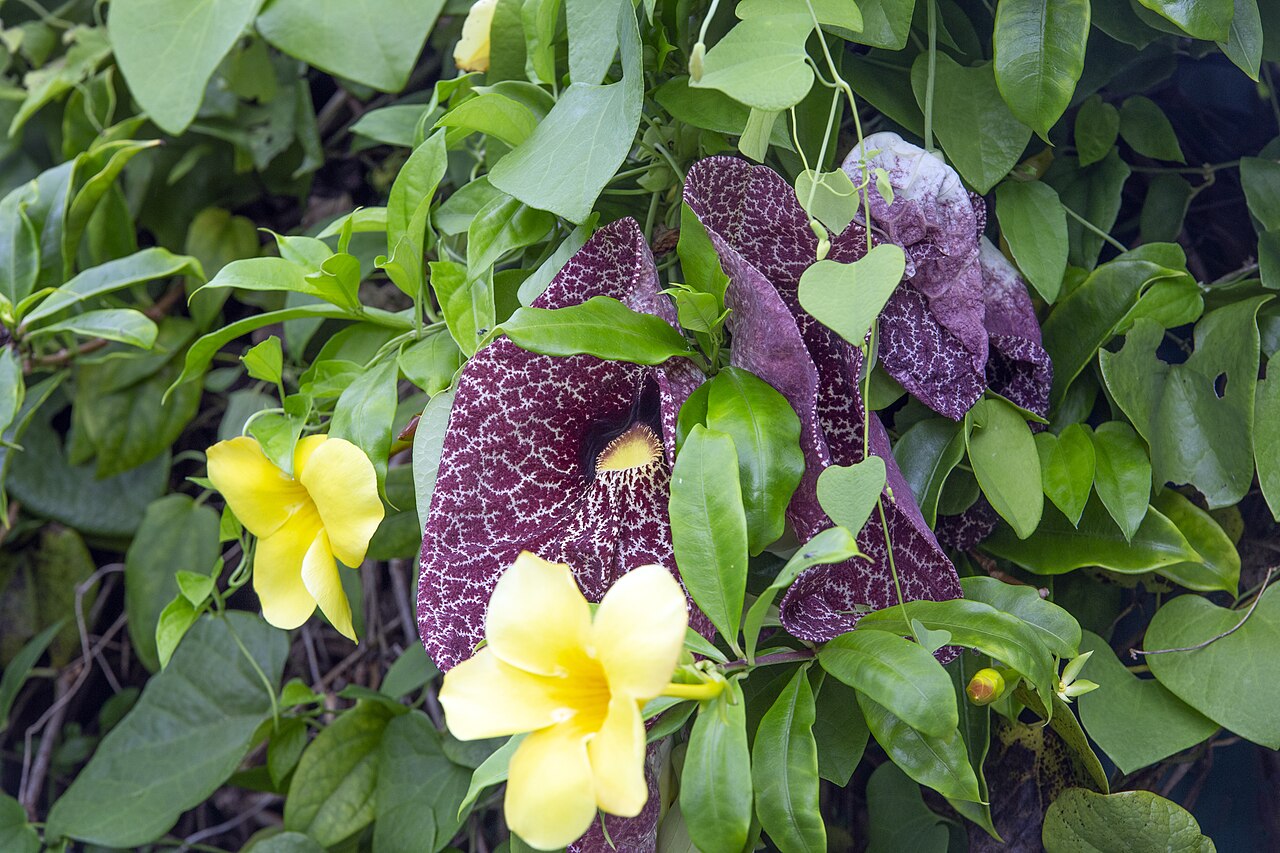 Cat's claw creeper: Woody and can become invasive! This plant is a member of the Trumpet Creeper family (Bignoniaceae). The clawed tendrils can damage surfaces. The flowers are tru