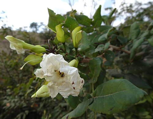 Dolichandrone alba: Dolichandrone alba, endemic to southern Mozambique, family Bignoniaceae. Zongoene, Gaza province, Mozambique