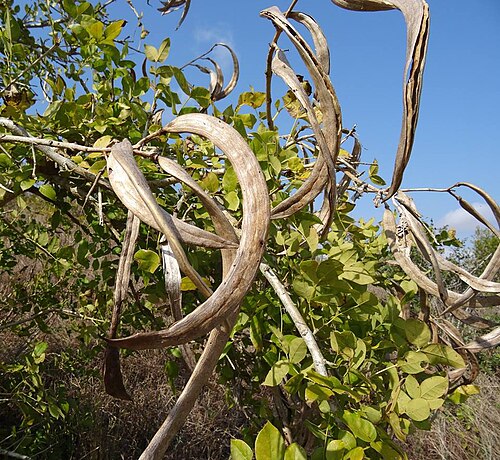 Dolichandrone alba: Dolichandrone alba, endemic to southern Mozambique, family Bignoniaceae. Zongoene, Gaza province, Mozambique