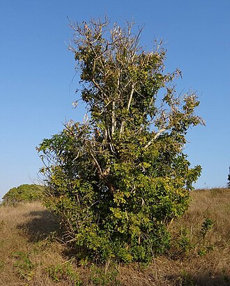 Dolichandrone alba: Dolichandrone alba, endemic to southern Mozambique, family Bignoniaceae. Zongoene, Gaza province, Mozambique