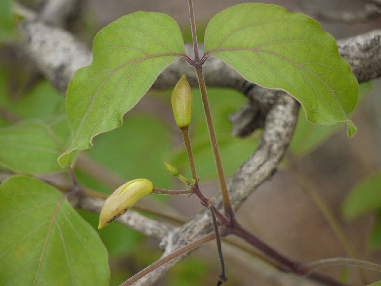 Dolichandrone atrovirens: Dolichandrone atrovirens