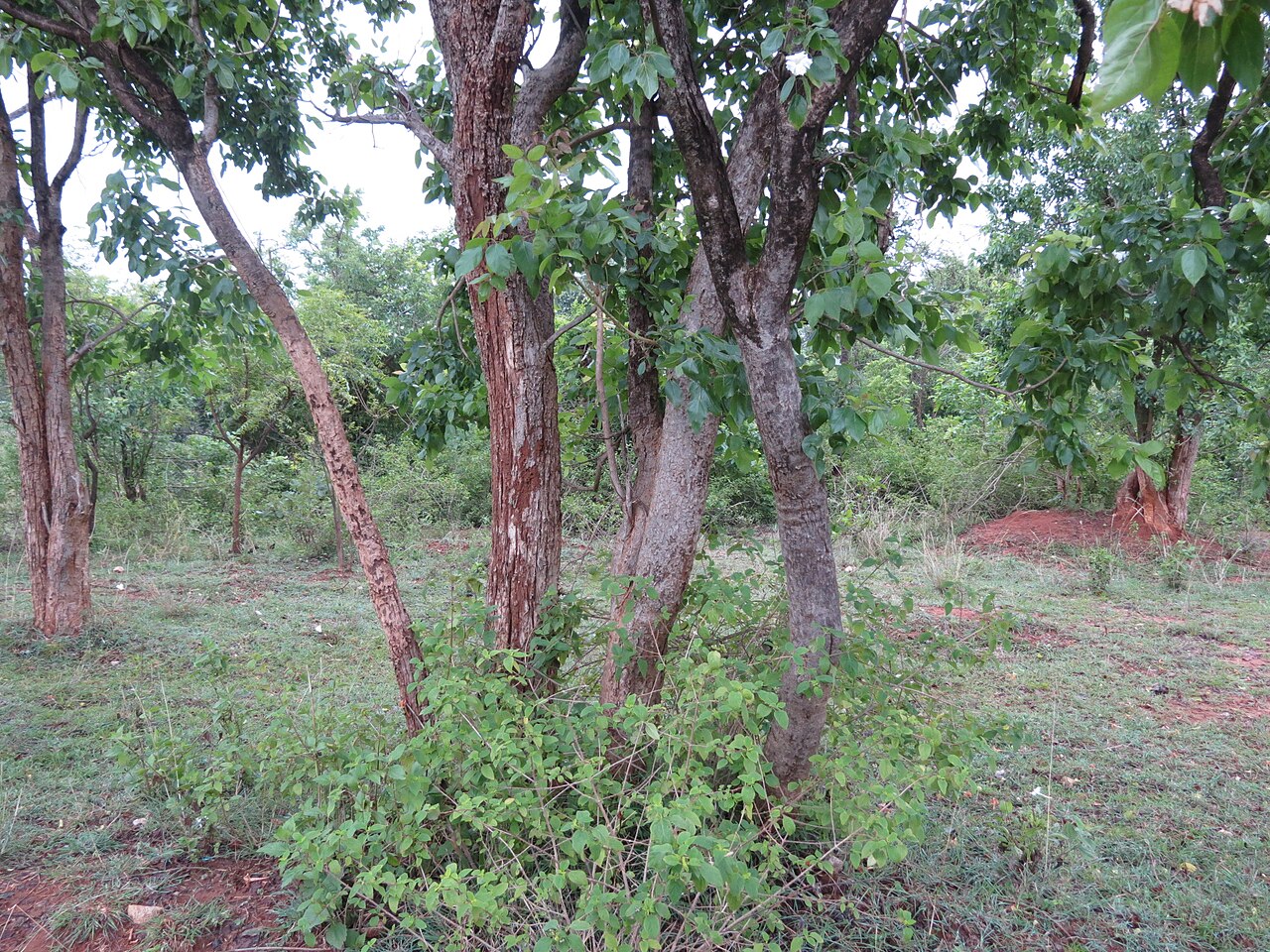 Dolichandrone atrovirens: Dolichandrone atroviren trunk seen in Hesarghatta Bangalore in July 2014