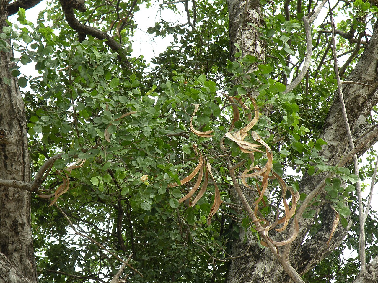 Dolichandrone atrovirens: Dolichandrone atrovirens