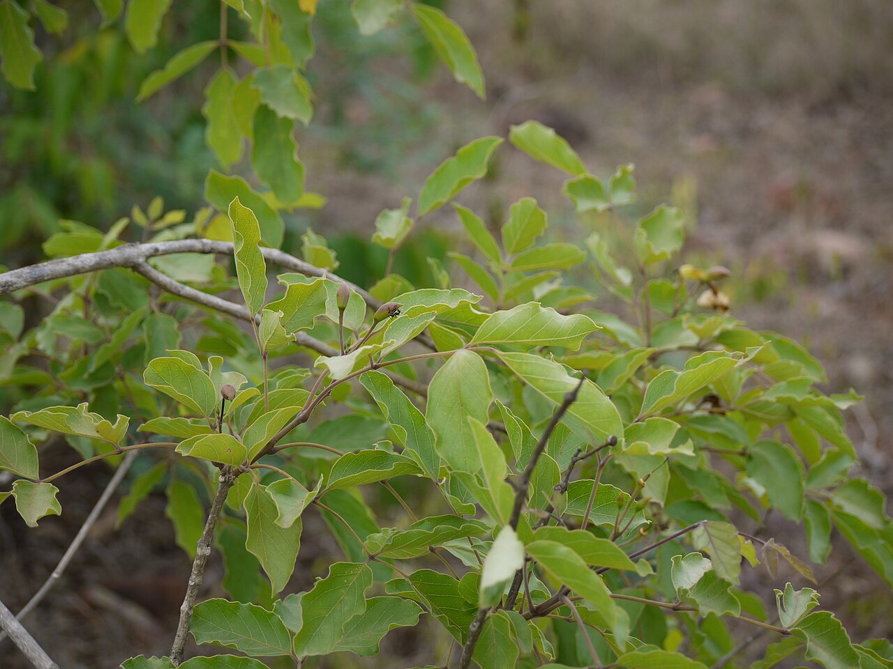 Dolichandrone atrovirens: Dolichandrone atrovirens