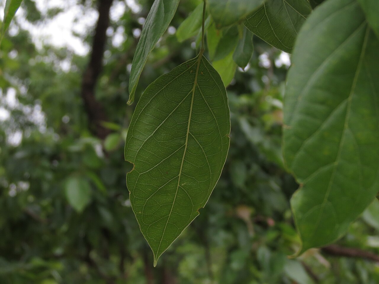 Dolichandrone atrovirens: Dolichandrone atroviren leaflet seen in Hesarghatta Bangalore in July 2014