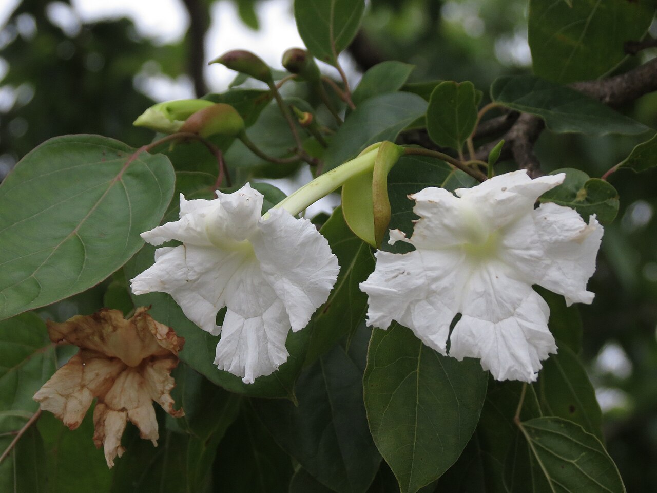 Dolichandrone atrovirens: Dolichandrone atroviren flower seen in Hesarghatta Bangalore in July 2014