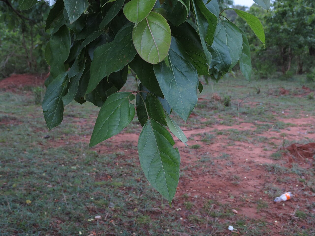 Dolichandrone atrovirens: Dolichandrone atroviren leaf seen in Hesarghatta Bangalore in July 2014