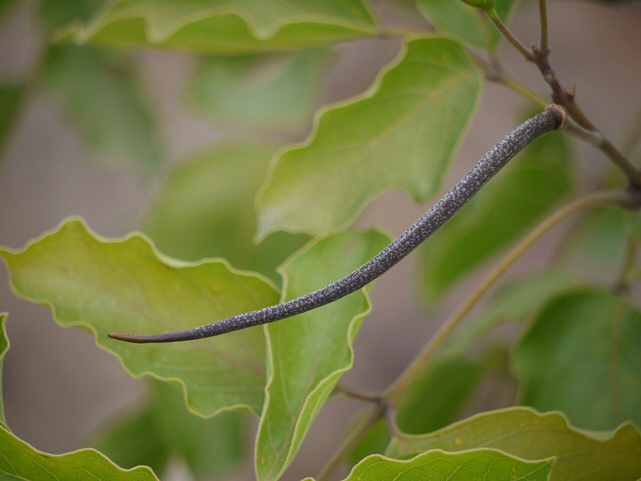 Dolichandrone atrovirens: Dolichandrone atrovirens