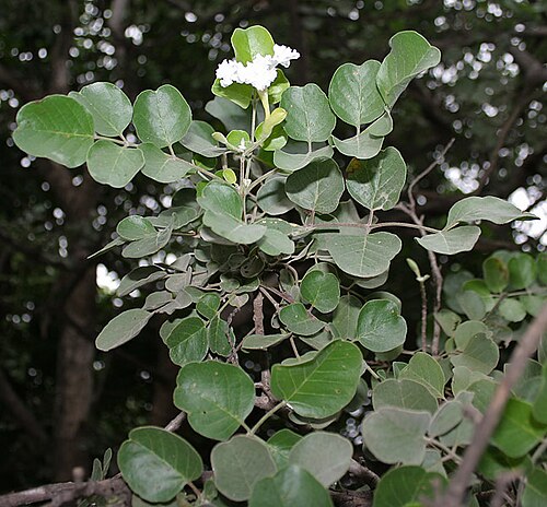 Dolichandrone falcata: Dolichandrone falcata in Hyderabad , India .