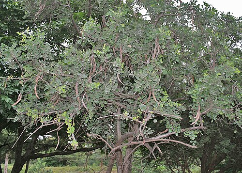 Dolichandrone falcata: Dolichandrone falcata in Hyderabad , India .