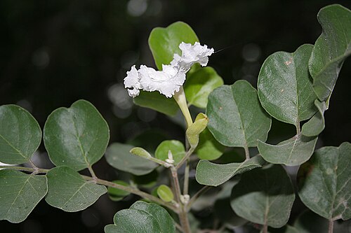 Dolichandrone falcata: Dolichandrone falcata in Hyderabad , India .