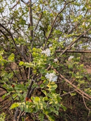 Dolichandrone falcata (Dolichandrone falcata)