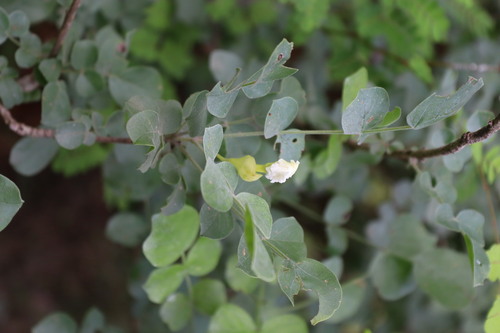 Dolichandrone falcata (Dolichandrone falcata)