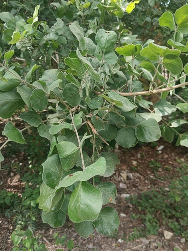 Dolichandrone falcata (Dolichandrone falcata)