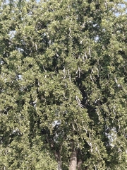 Dolichandrone falcata (Dolichandrone falcata)