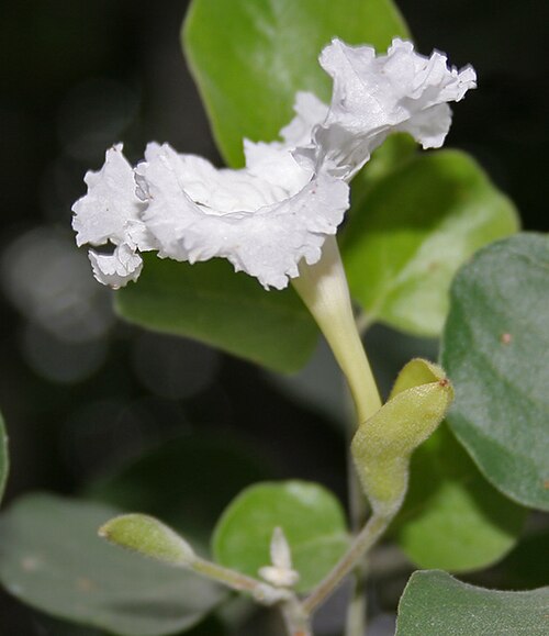 Dolichandrone falcata: Dolichandrone falcata in Hyderabad , India .