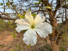 Dolichandrone falcata (Dolichandrone falcata)
