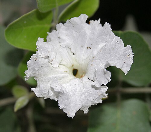 Dolichandrone falcata: Dolichandrone falcata in Hyderabad , India .