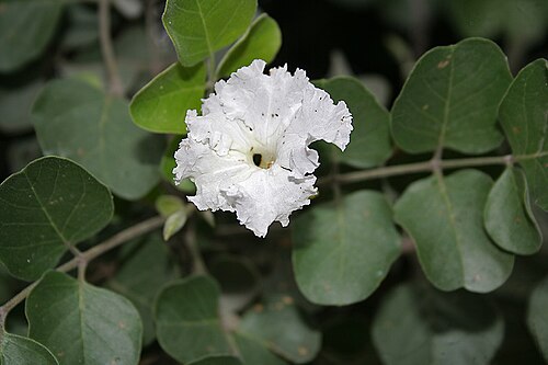 Dolichandrone falcata: Dolichandrone falcata in Hyderabad , India .