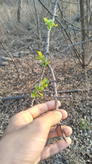 Dolichandrone falcata (Dolichandrone falcata)