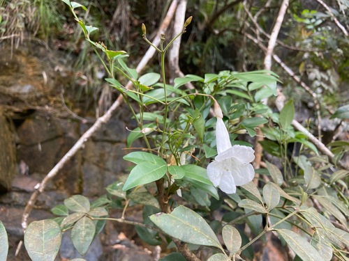 Dolichandrone spathacea (Dolichandrone spathacea)