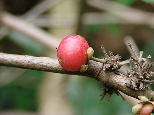 Doliocarpus brevipedicellatus: Doliocarpus brevipedicellatus Garcke - DILLENIACEAE - Parque Ecológico dos Jequitibás - Sobradinho - Distrito Federal - Brasil.