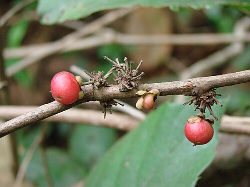 Doliocarpus brevipedicellatus: Doliocarpus brevipedicellatus Garcke - DILLENIACEAE - Parque Ecológico dos Jequitibás - Sobradinho - Distrito Federal - Brasil.