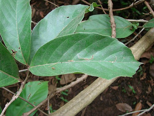 Doliocarpus brevipedicellatus: Doliocarpus brevipedicellatus Garcke - DILLENIACEAE - Parque Ecológico dos Jequitibás - Sobradinho - Distrito Federal - Brasil.