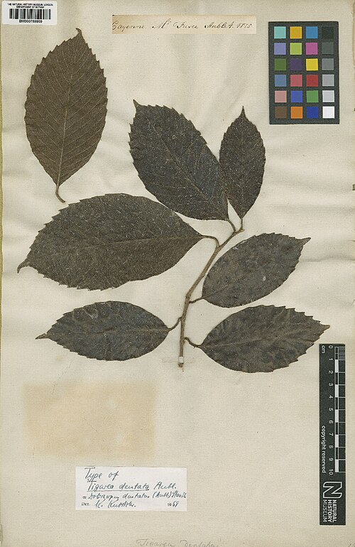 Doliocarpus dentatus: Tigarea dentata Aubl. (= Doliocarpus dentatus (Aubl.) Standl. ) - herbier collecté par Aublet en Guyane, conservé au British Museum BM000759809