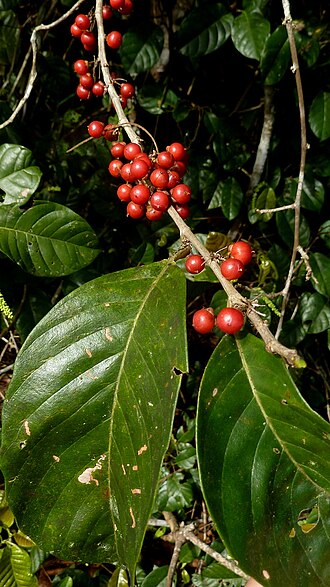 Doliocarpus dentatus: Doliocarpus dentatus (Aubl.) Standl. ssp. dentatus