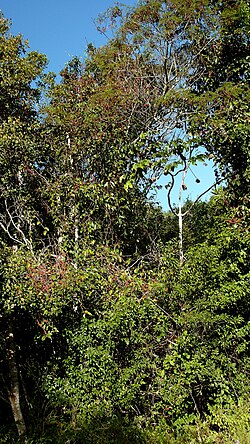 Doliocarpus dentatus: Doliocarpus dentatus (Aubl.) Standl. ssp. dentatus