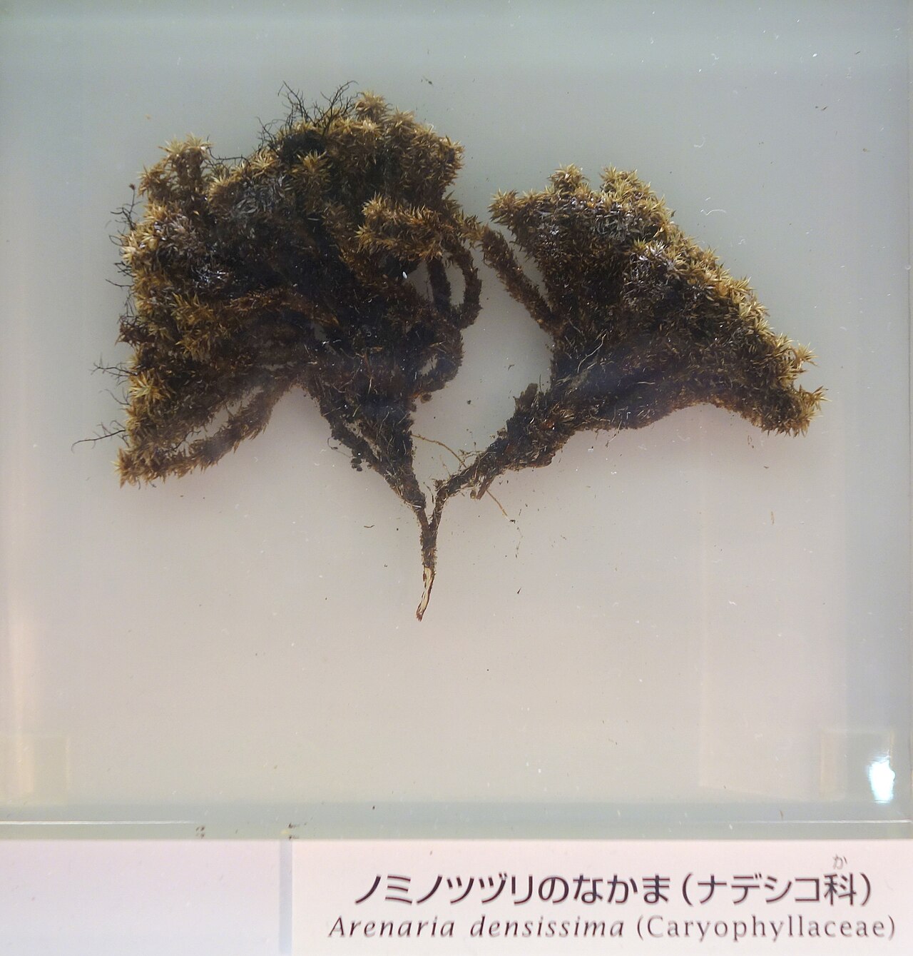 Dolophragma polytrichoides: Exhibit in the National Museum of Nature and Science, Tokyo, Japan. Photography was permitted in the museum without restriction.