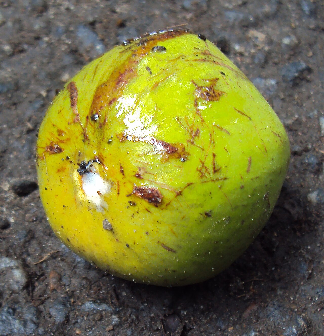 Star apple: Chrysophyllum roxburghii