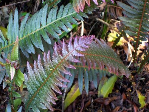 Prickly rasp fern: Doodea aspera at Eastwood, NSW