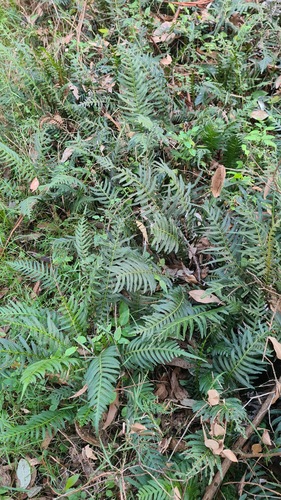 Prickly rasp fern (Doodia aspera)