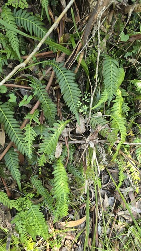 Prickly rasp fern (Doodia aspera)