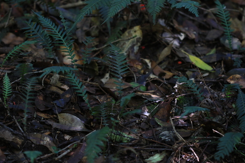 Prickly rasp fern (Doodia aspera)