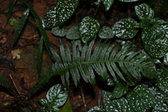 Prickly rasp fern (Doodia aspera)