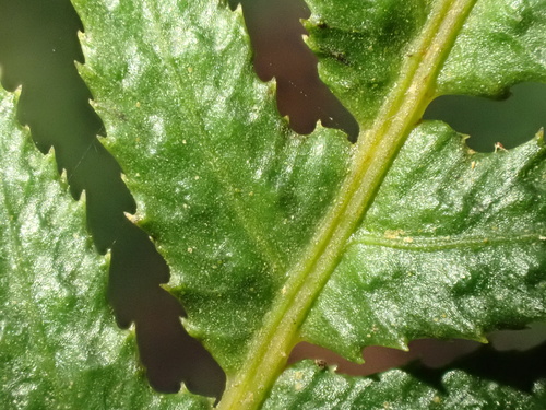 Prickly rasp fern (Doodia aspera)