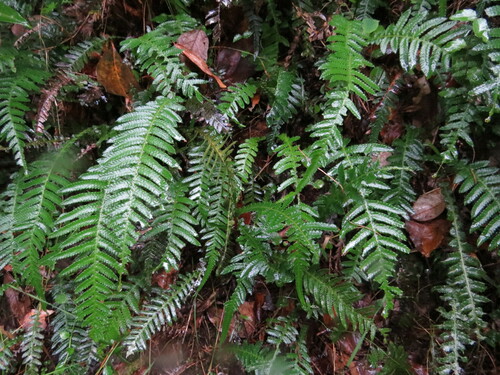 Prickly rasp fern (Doodia aspera)