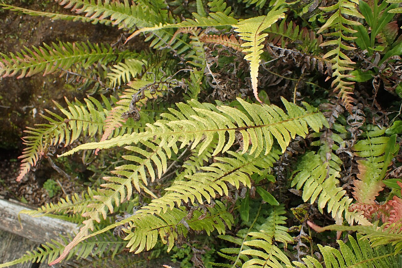 Rasp fern: Doodia australis in Auckland Botanic Gardens