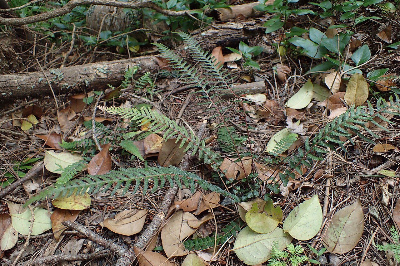 Rasp fern: Doodia australis in Thames, Waikato