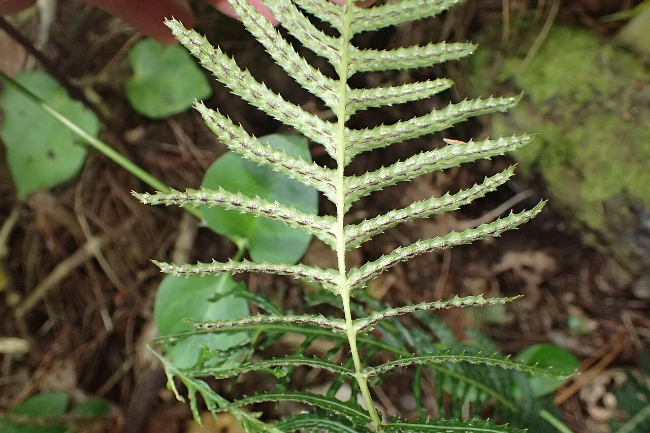 Rasp fern: Doodia australis in Thames, Waikato
