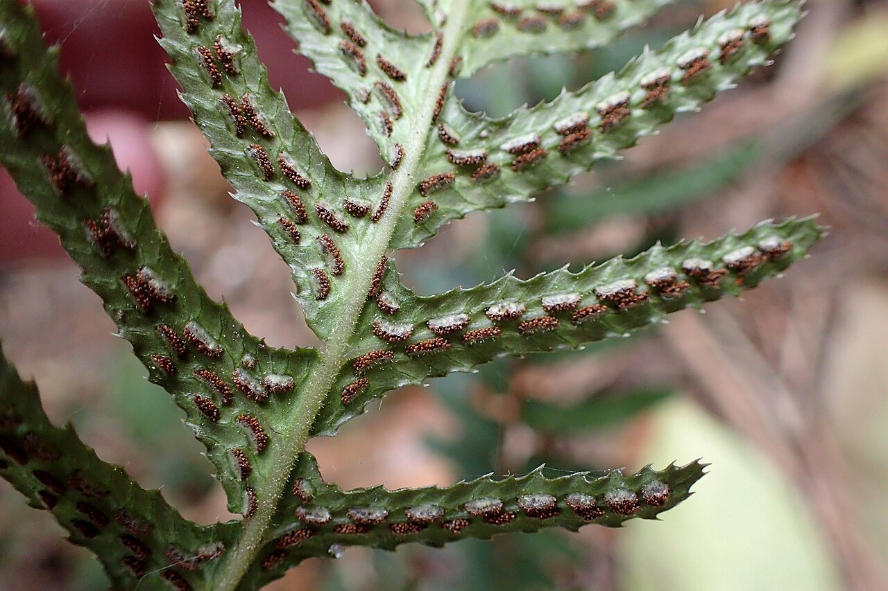 Rasp fern: Doodia australis in Thames, Waikato