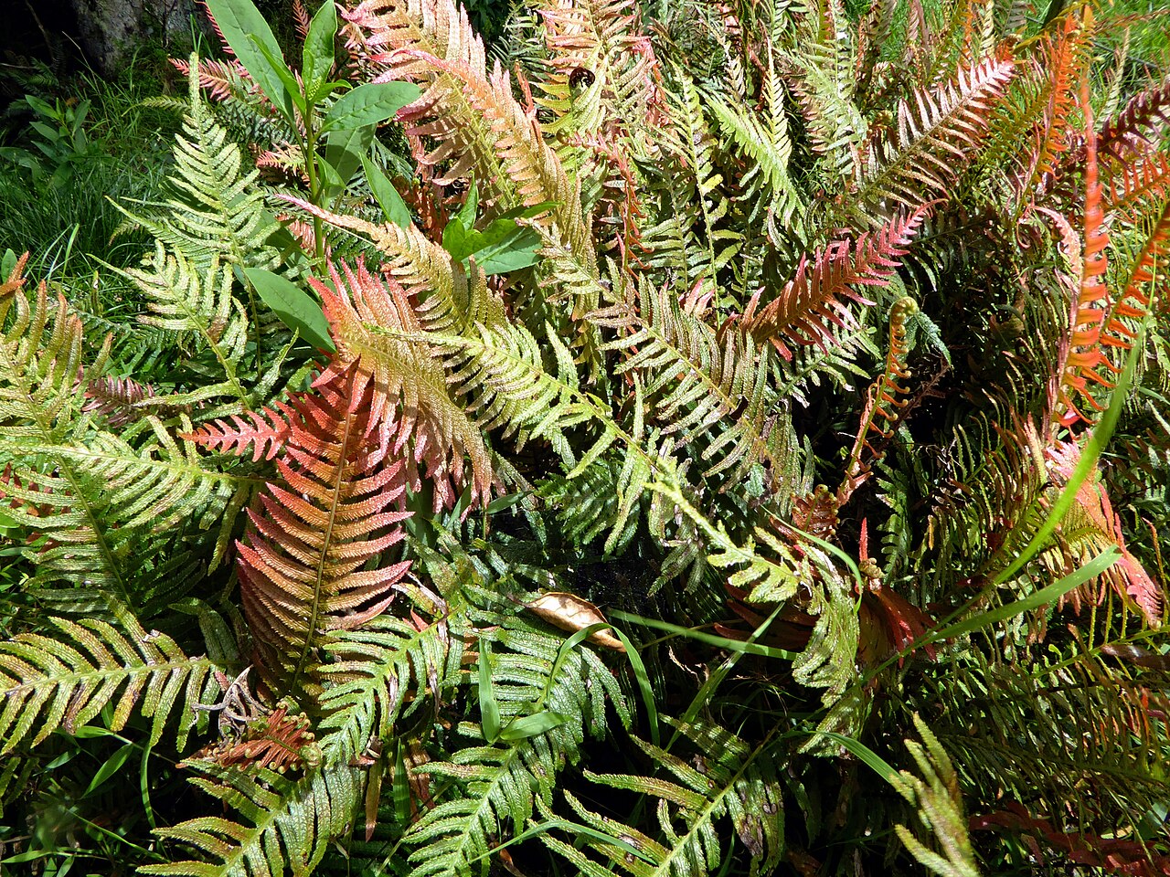 Rasp fern: Doodia australis in Duder Regional Park