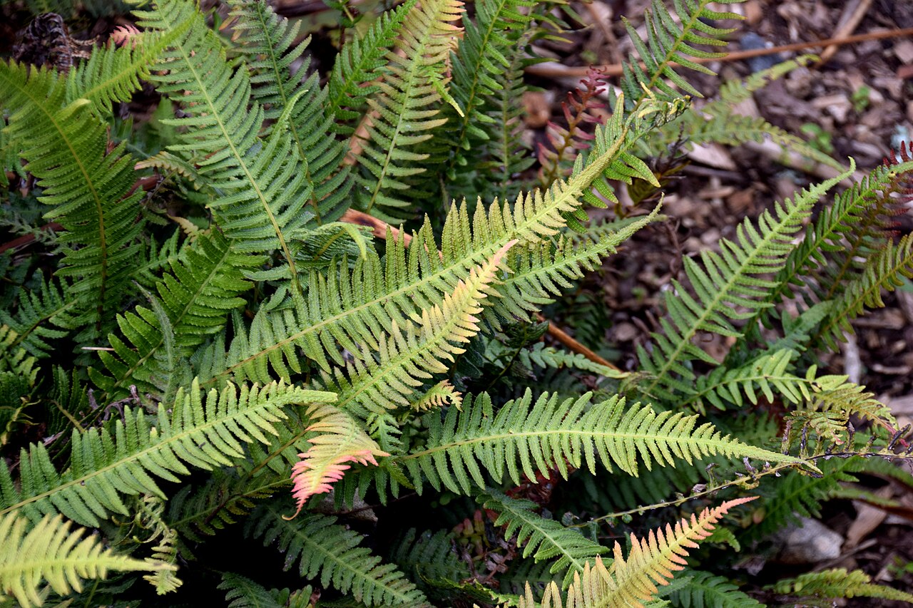 Rasp fern: Doodia australis in Auckland Botanic Gardens, Manurewa, South Auckland, New Zealand