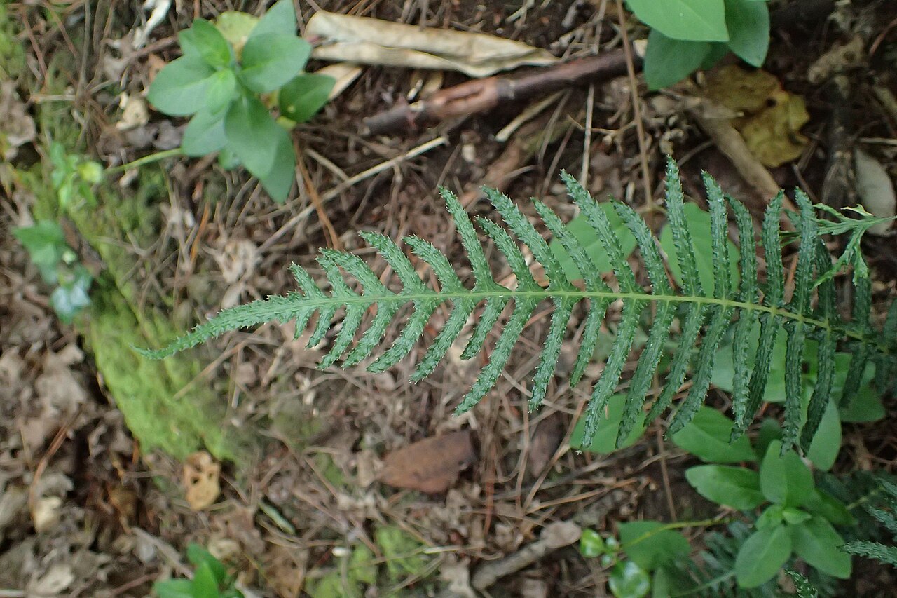 Rasp fern: Doodia australis in Thames, Waikato