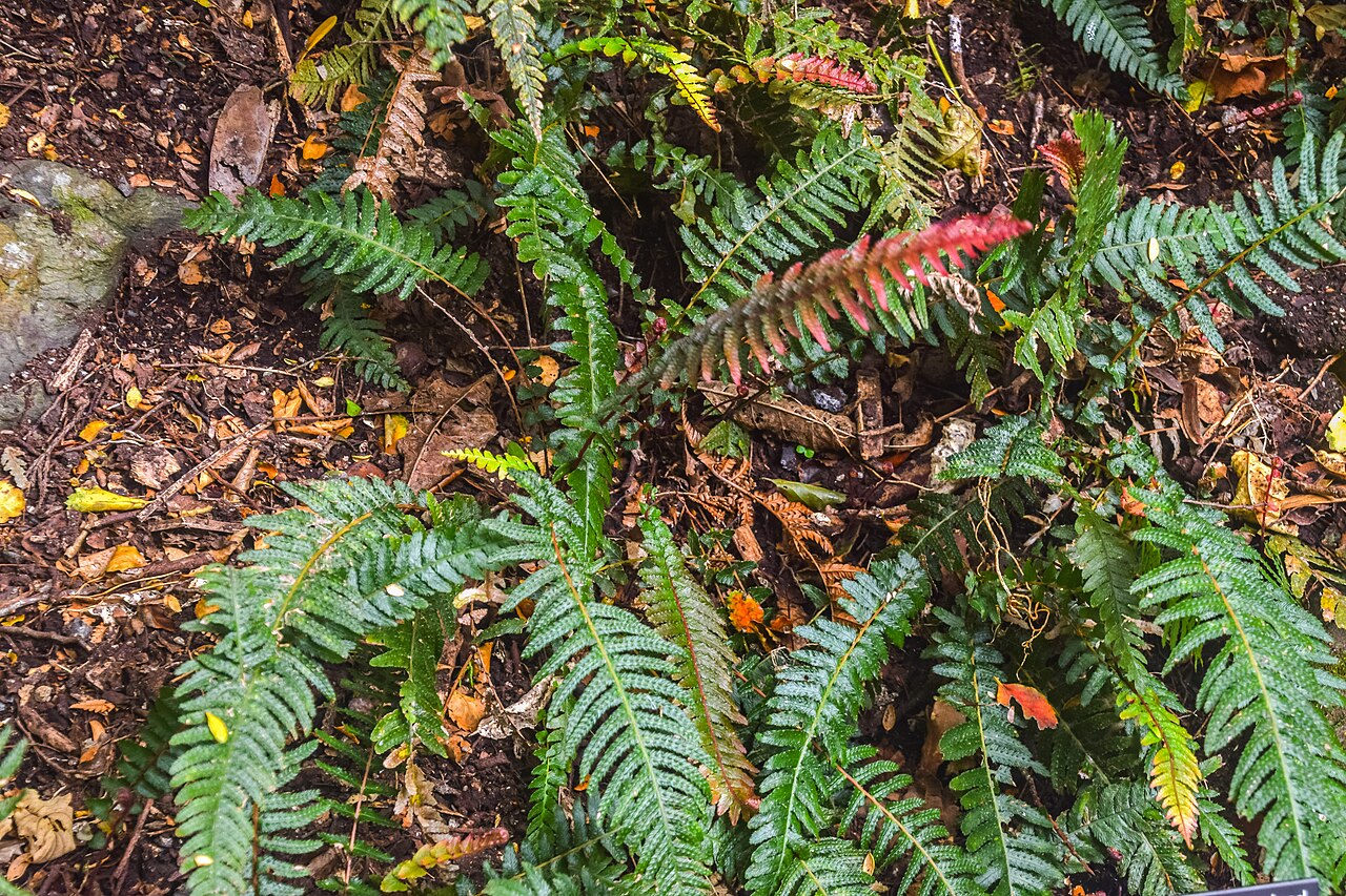 Rasp fern: Doodia australis in Wellington Botanical Garden, Wellington Region, North Island of New Zealand